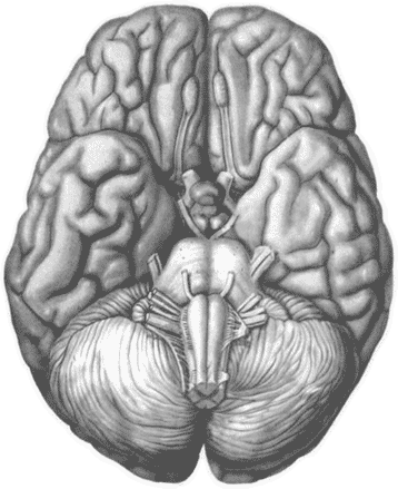 Штурм мозга (СИ) - mozg1.png