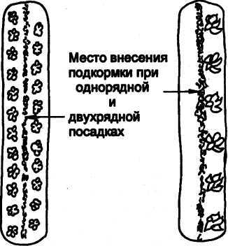 Семейное овощеводство на узких грядах. Опыт использования метода Митлайдера в России - pic_06.jpg