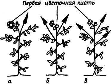 Семейное овощеводство на узких грядах. Опыт использования метода Митлайдера в России - pic_10.jpg