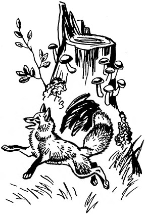 Забавные животные - i_042.jpg