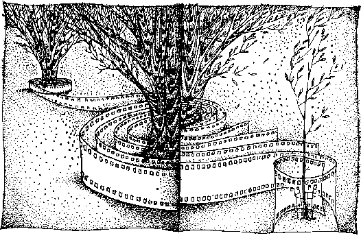 Остров пурпурной ящерицы  - i_006.png