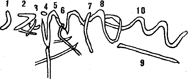 Остров пурпурной ящерицы  - i_013.png