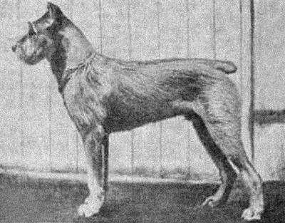 Курс теории дрессировки собак. Военная собака - i_033.jpg