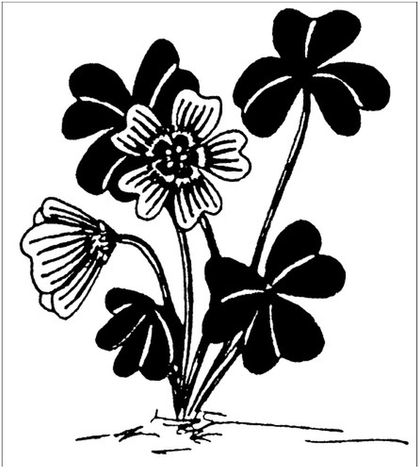 Сновидения в бодрствовании. Методы 24-часового осознаваемого сновидения - i_040.jpg