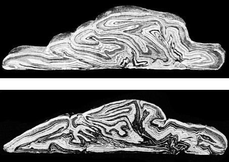 Верхом на бомбе. Судьба планеты Земля и ее обитателей - i_020.jpg