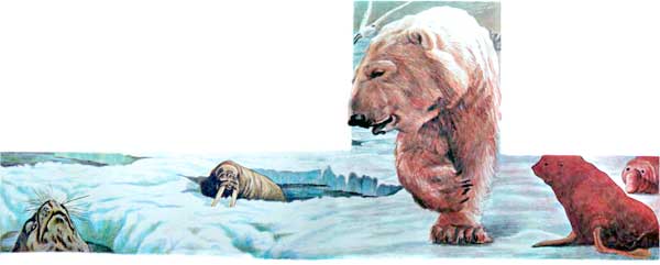 Фрам — полярный медведь - i_048.jpg