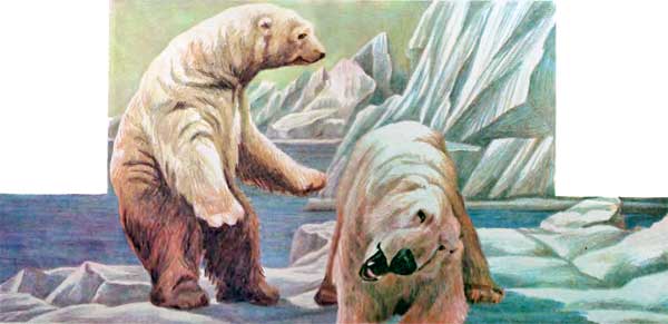 Фрам — полярный медведь - i_049.jpg