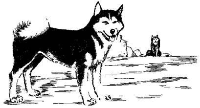 По обе стороны поводка - i_010.jpg