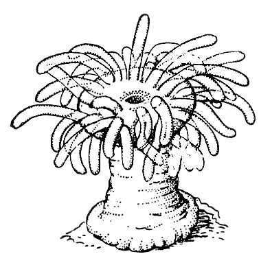 Большая Советская Энциклопедия (АК) - i008-pictures-001-291578621.jpg