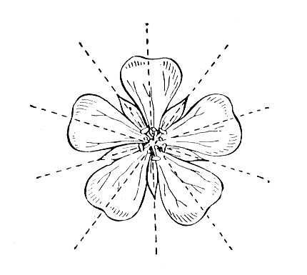 Большая Советская Энциклопедия (АК) - i009-001-226708501.jpg