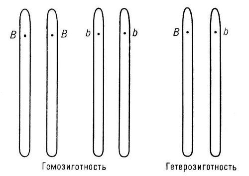 Большая Советская Энциклопедия (АЛ) - i009-001-243537341.jpg