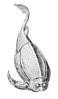 Большая Советская Энциклопедия (АС) - i009-001-202811202.jpg