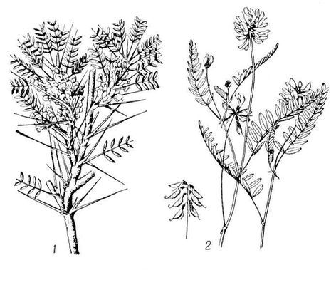 Большая Советская Энциклопедия (АС) - i009-001-239009488.jpg