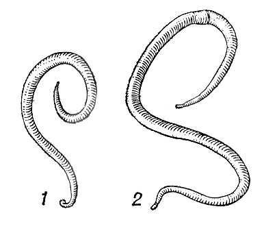 Большая Советская Энциклопедия (АС) - i010-001-277482495.jpg