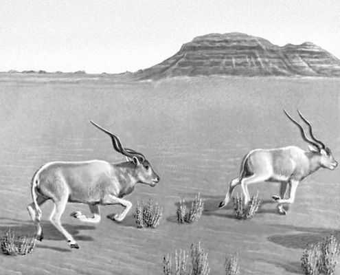 Большая Советская Энциклопедия (АФ) - i010-001-284094606.jpg