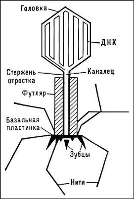 Большая Советская Энциклопедия (БА) - i010-001-278062236.jpg