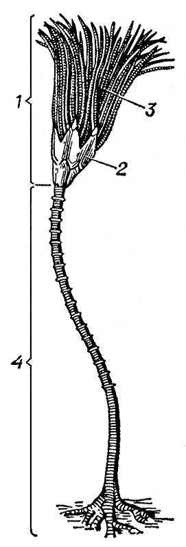 Большая Советская Энциклопедия (БЛ) - i009-001-229477926.jpg