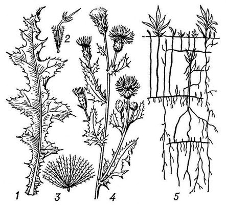 Большая Советская Энциклопедия (БО) - i009-001-234668659.jpg