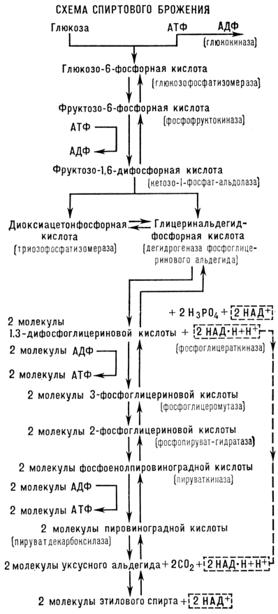 Большая Советская Энциклопедия (БР) - i-images-177517995.png