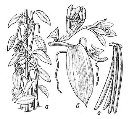 Большая Советская Энциклопедия (ВА) - i010-001-287078383.jpg