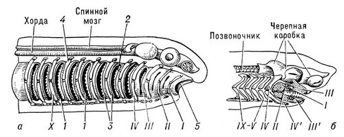 Большая Советская Энциклопедия (ВИ) - i008-pictures-001-293187997.jpg