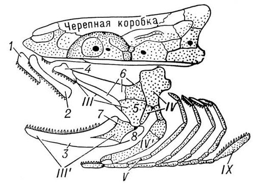 Большая Советская Энциклопедия (ВИ) - i009-001-226216419.jpg