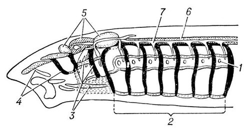 Большая Советская Энциклопедия (ВИ) - i009-001-226393444.jpg