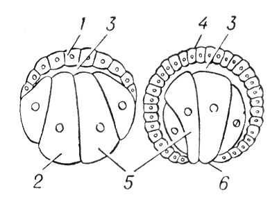 Большая Советская Энциклопедия (ГА) - i009-001-206678188.jpg