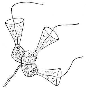 Большая Советская Энциклопедия (ВО) - i010-001-274762528.jpg