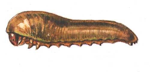 Большая Советская Энциклопедия (ВР) - i008-pictures-001-289098590.jpg