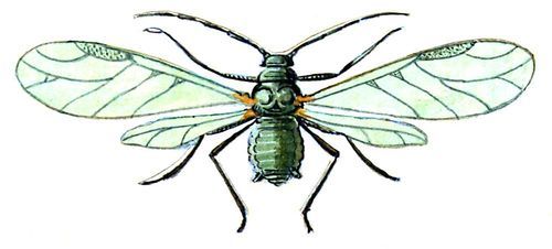 Большая Советская Энциклопедия (ВР) - i008-pictures-001-290932988.jpg