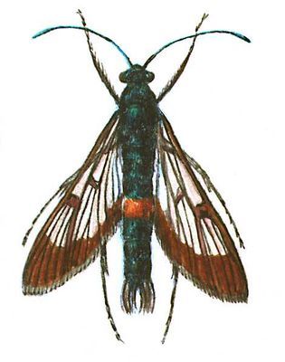 Большая Советская Энциклопедия (ВР) - i008-pictures-001-293112596.jpg