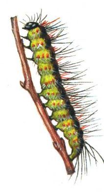 Большая Советская Энциклопедия (ВР) - i008-pictures-001-294984059.jpg