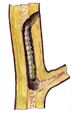 Большая Советская Энциклопедия (ВР) - i008-pictures-001-295679000.jpg