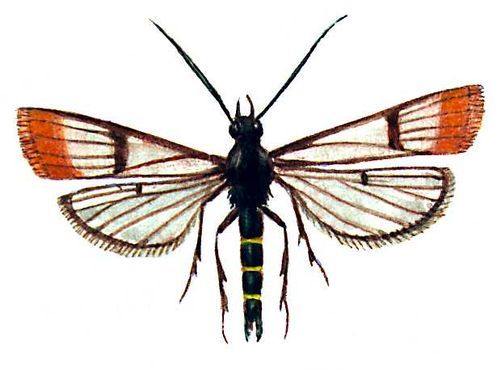 Большая Советская Энциклопедия (ВР) - i008-pictures-001-297853830.jpg