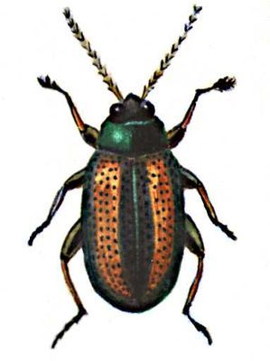 Большая Советская Энциклопедия (ВР) - i008-pictures-001-298614990.jpg