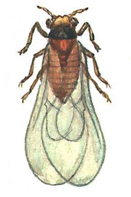 Большая Советская Энциклопедия (ВР) - i008-pictures-001-299634505.jpg