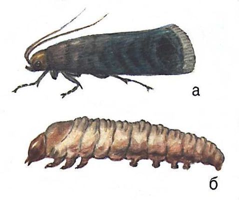 Большая Советская Энциклопедия (ВР) - i009-001-200034705.jpg