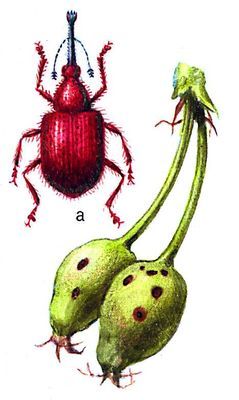 Большая Советская Энциклопедия (ВР) - i009-001-200395388.jpg