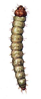 Большая Советская Энциклопедия (ВР) - i009-001-201480715.jpg