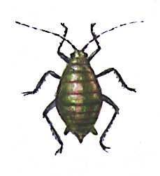 Большая Советская Энциклопедия (ВР) - i009-001-206250739.jpg