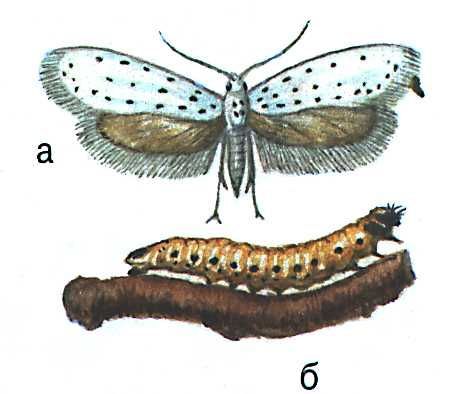 Большая Советская Энциклопедия (ВР) - i009-001-206819187.jpg
