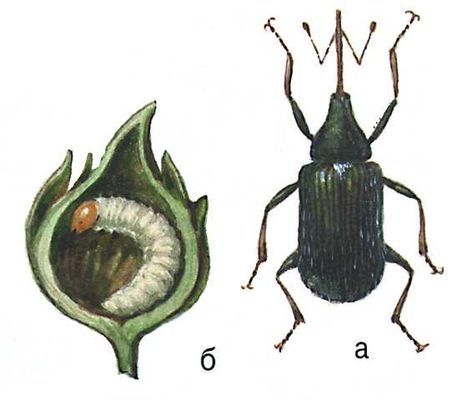 Большая Советская Энциклопедия (ВР) - i009-001-211920043.jpg