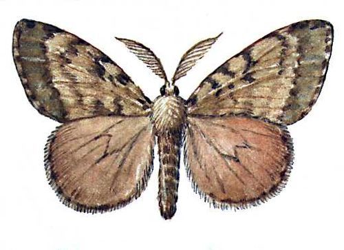 Большая Советская Энциклопедия (ВР) - i009-001-223154108.jpg