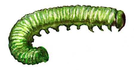 Большая Советская Энциклопедия (ВР) - i009-001-224556442.jpg