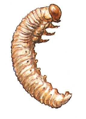 Большая Советская Энциклопедия (ВР) - i009-001-226283991.jpg