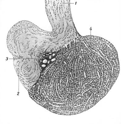 Большая Советская Энциклопедия (ГИ) - i010-001-261451678.jpg