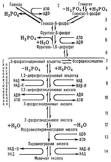 Большая Советская Энциклопедия (ГЛ) - i-images-103397451.png