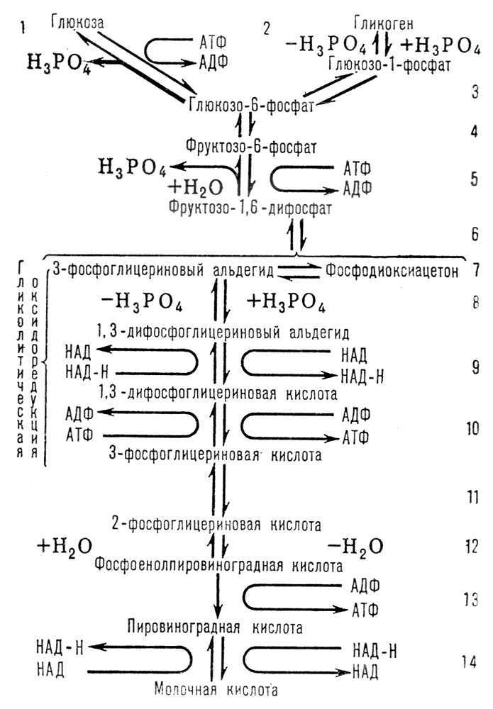 Большая Советская Энциклопедия (ГЛ) - i009-001-202149001.jpg