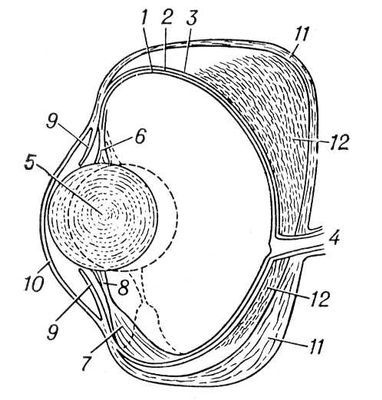 Большая Советская Энциклопедия (ГЛ) - i010-001-244319197.jpg